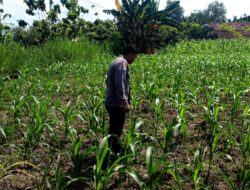 Polsek Grabagan polres Tuban Polda Jawa Timur Dukung Penuh Swasembada Pangan Presiden Prabowo Melalui Pendampingan Petani