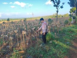 Polsek Montong Polres Tuban Turun Cek Tanaman jagung Warga di Desa Talangkembar