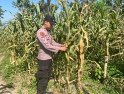 POLSEK BANGILAN DUKUNG PROGRAM KETAHANAN PANGAN MELALUI MONITORING TANAMAN JAGUNG
