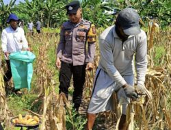 Bhabinkamtibmas Polsek Widang Pendampingan Petani Panen Jagung