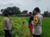 Polsek Plumpang Polres Tuban Turun Langsung Cek Tanaman Jagung Warga