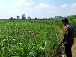 Polsek Grabagan polres Tuban Polda Jawa Timur Dukung Penuh Swasembada Pangan Presiden Prabowo Melalui Pendampingan Petani