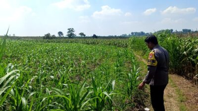Polsek Grabagan polres Tuban Polda Jawa Timur Dukung Penuh Swasembada Pangan Presiden Prabowo Melalui Pendampingan Petani