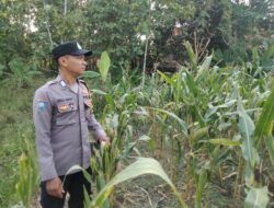 Kanit Binmas Polsek Kenduruan Polres Tuban Turun Langsung Cek Tanaman Jagung Warga, Dukung Astacita Ketahanan Pangan Nasional