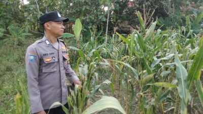 Kanit Binmas Polsek Kenduruan Polres Tuban Turun Langsung Cek Tanaman Jagung Warga, Dukung Astacita Ketahanan Pangan Nasional