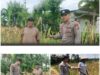 Polsek Soko polres Tuban Polda Jawa Timur Bergerak! Dukung Penuh Swasembada Pangan Presiden Prabowo Melalui Pendampingan Petani