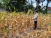 Polri Dukung Astacita, Polsek Semanding Polres Tuban Turun Cek Tanaman jagung milik Warga di Desa Ngino