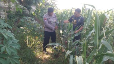 Anggota Bhabinkamtibmas Polsek Jenu Polres Tuban Turun ke Ladang, sambang lahan pertanian.