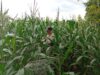 Polres Tuban Dukung Ketahanan Pangan Nasional, Polsek Kenduruan Cek Langsung Lahan Jagung Warga