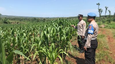 Polri Dukung Astacita, Polsek Merakurak Polres Tuban Turun Cek Tanaman Jagung Warga di Desa Tuwiri Kulon