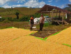 Bhabinkamtibmas Desa Jala Pantau Penjemuran Jagung, Dorong Ketahanan Pangan dan Kesejahteraan Petani