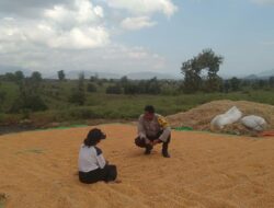 Pantau Hasil Panen Jagung, Bhabinkamtibmas desa Saneo Ajak Petani Salurkan Hasil ke Bulog dan Manfaatkan Pekarangan Produktif