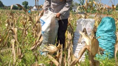 Bhabinkamtibmas Polsek Widang Pendampingan Petani Panen Jagung
