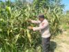 POLSEK BANGILAN DUKUNG KETAHANAN PANGAN MELALUI MONITORING TANAMAN JAGUNG WARGA