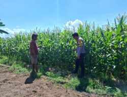 Bhabinkamtibmas Polsek Kempo Dampingi Petani Jagung, Dukung Ketahanan Pangan Nasional Menuju Indonesia Emas