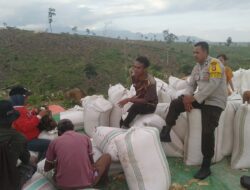 Bhabinkamtibmas Polsek Woja Pantau Panen Jagung Warga, Wujud Dukungan Polri terhadap Program Ketahanan Pangan Nasional