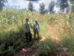 Bhabinkamtibmas Polsek Pekat Lakukan Pemantauan Lahan Jagung Warga, Dukung Ketahanan Pangan Nasional