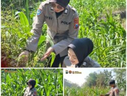 Polsek Soko polres Tuban Polda Jawa Timur Bergerak! Dukung Penuh Swasembada Pangan Presiden Prabowo Melalui Pendampingan Petani