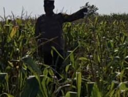 Bhabinkamtibmas Polsek Widang Monitoring Pertumbuhan Tanaman Jagung