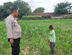 Polsek Plumpang Polres Tuban Turun Langsung Cek Tanaman Jagung Warga