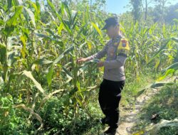 Polsek Bangilan Aktif Dukung Program Ketahanan Pangan Melalui Monitoring Tanaman Jagung di Wilayah Bangilan