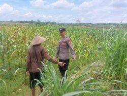 Bhabinkamtibmas Desa Leran Polsek Senori Polres Tuban Dampingi Warga, Pantau Tanaman Jagung Dukung Ketahanan Pangan Nasional
