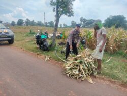 Polri Dukung Astacita, Polsek Palang Polres Tuban jagung milik Warga di Desa Tegalbang