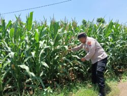 Bhabinkamtibmas Desa Sumurgung Monitoring Lahan Jagung Warga Dukung Ketahanan Pangan