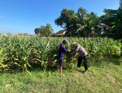 Polri Dukung Astacita, Polsek Jenu Polres Tuban jagung milik Warga di Desa Kaliuntu