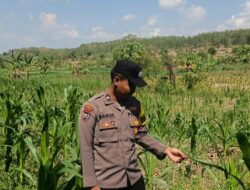 Dalam rangka mendukung Program ASTACITA, Bhabinkamtibmas Desa Pacing Polsek Parengan Polres Tuban sambang lokasi tanaman jagung di Desa Pacing Kec. Parengan