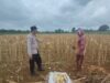 Polsek Plumpang Polres Tuban Turun Langsung Cek Tanaman Jagung Warga