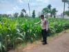 Polri Dukung Astacita, Polsek Palang Polres Tuban jagung milik Warga di Desa Tegalbang
