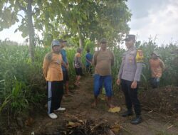 Polsek Tambakboyo Polres Tuban Turun Cek Tanaman jagung Warga di Desa Mander