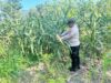 Polri Dukung Astacita, Polsek Rengel Polres Tuban Turun Cek Tanaman Jagung Warga di Desa Maibit