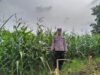 Polsek Plumpang Polres Tuban Turun Langsung Cek Tanaman Jagung Warga