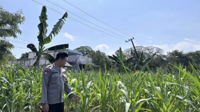 Polisi RW Kelurahan Kutorejo Sambangi Pekarangan Bergizi Warga, Dukung Ketahanan Pangan