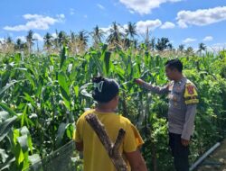 Bhabinkamtibmas Polsek Kempo Pantau Lahan Jagung Warga, Dukung Program Ketahanan Pangan Nasional
