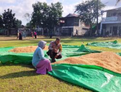 Bhabinkamtibmas Desa Sawe Pantau Penjemuran Jagung Warga, Dorong Penyaluran Hasil Panen ke Bulog