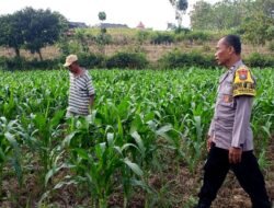 Polsek Grabagan polres Tuban Polda Jawa Timur Dukung Penuh Swasembada Pangan Presiden Prabowo Melalui Pendampingan Petani