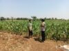 KDukung Program Asta Cita, Bhabinkamtibmas Sambang Ladang Jagung di Desa Binaan.