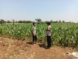 KDukung Program Asta Cita, Bhabinkamtibmas Sambang Ladang Jagung di Desa Binaan.