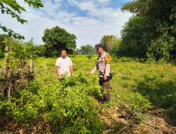 Dukung Ketahanan Pangan, Bhabinkamtibmas Desa Labangka Tinjau Kebun Cabai Warga Binaan