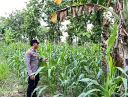 Bhabinkamtibmas Desa Kaligede Polsek Senori Polres Tuban Cek Tanaman Jagung Warga, Dukung Ketahanan Pangan
