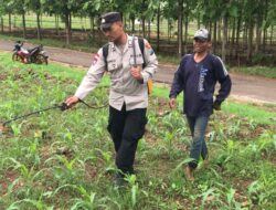 Polri Dukung Astacita, Polsek Merakurak Polres Tuban Turun Cek Tanaman Jagung Warga di Desa Temandang