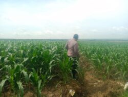 Polsek Singgahan Polres Tuban Turun Cek Tanaman jagung Warga di Desa Lajo Lor