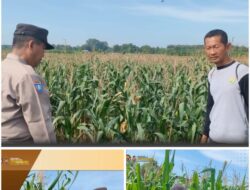Polsek Soko polres Tuban Polda Jawa Timur Bergerak! Dukung Penuh Swasembada Pangan Presiden Prabowo Melalui Pendampingan Petani