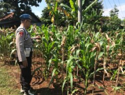 Polri Dukung Astacita, Polsek Merakurak Polres Tuban Turun Cek Tanaman Jagung Warga di Desa Temandang