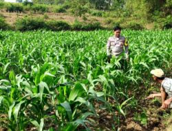 Polri Dukung Astacita, Polsek Grabagan Polres Tuban Turun Cek Tanaman jagung milik Warga di Desa Grabagan