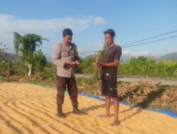 Dukung Ketahanan Pangan Nasional, Bhabinkamtibmas Polsek Hu’u Pantau Penjemuran Jagung Warga dan Dorong Penyaluran Hasil Panen ke Bulog