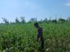 Polsek Tambakboyo Polres Tuban Turun Cek Tanaman jagung Warga di Desa Dasin
